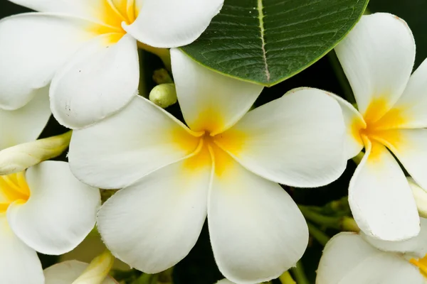Hermosas flores de primavera — Foto de Stock