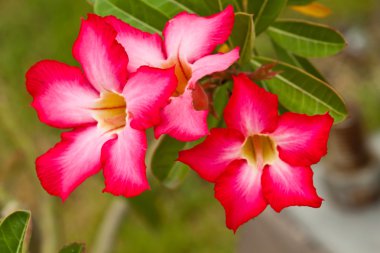 Güzel bahar çiçekleri