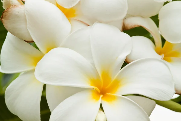 Hermosas flores de primavera — Foto de Stock