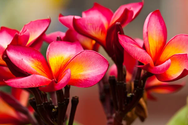 Lindas flores de primavera — Fotografia de Stock