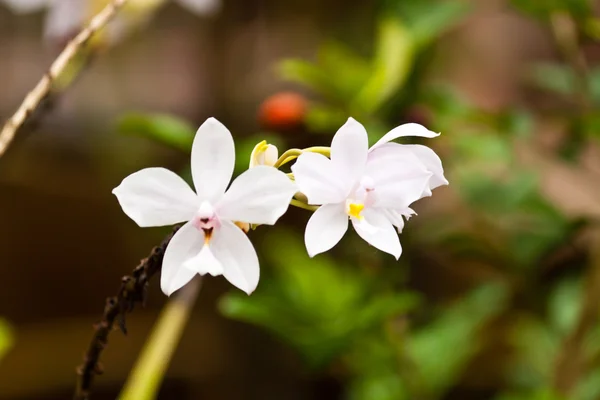 Orquídea roxa bonita — Fotografia de Stock