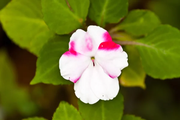 Vackra blommor — Stockfoto