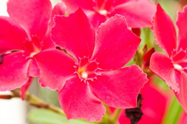 Güzel bahar çiçekleri