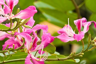 Güzel bahar çiçekleri