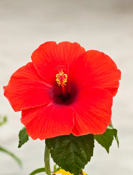 Schöne Frühlingsblumen — Stockfoto