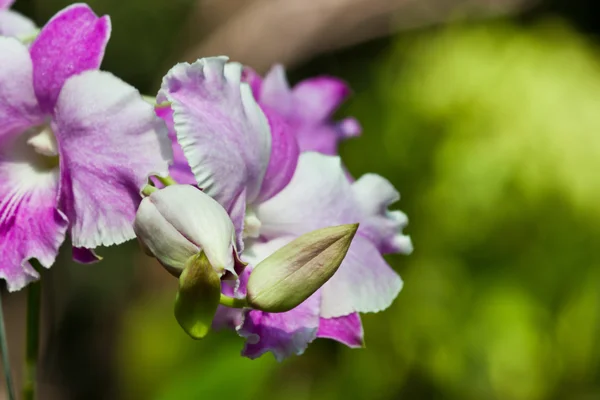 Krásné fialové orchideje — Stock fotografie