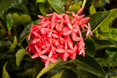 Güzel bahar çiçekleri