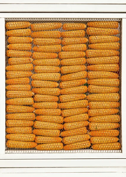 Few yellow corn — Stock Photo, Image