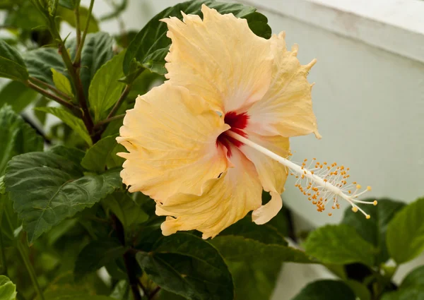 Beautiful spring flowers — Stock Photo, Image