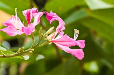 Güzel bahar çiçekleri