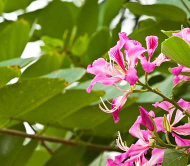 Güzel bahar çiçekleri