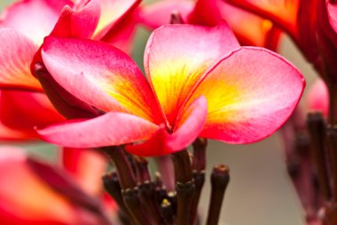 Güzel bahar çiçekleri