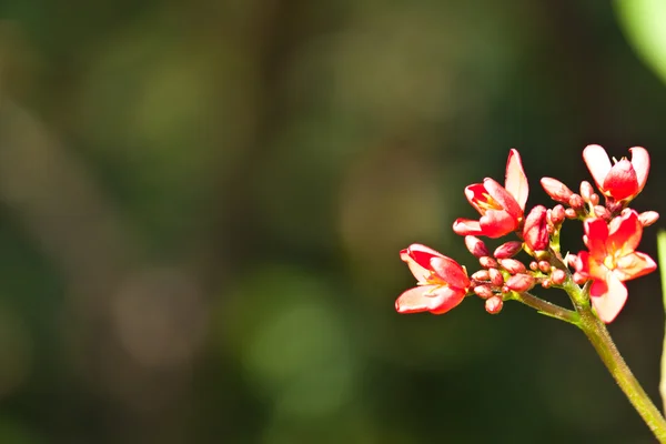 Красивые цветы — стоковое фото