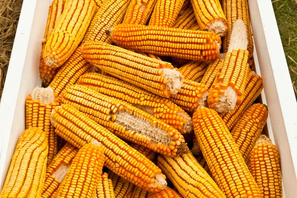 Few yellow corn — Stock Photo, Image