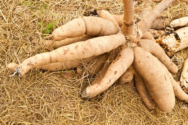 Tapiokapflanzen Maniok — Stockfoto