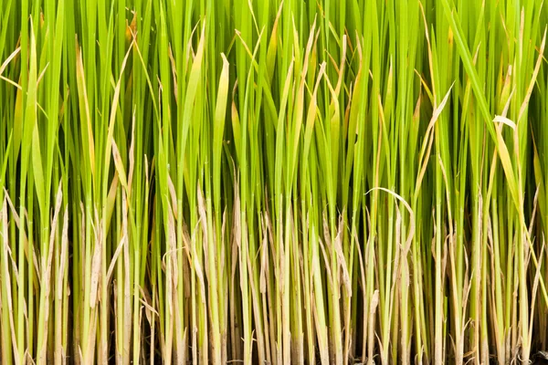 Rice plant — Stock Photo, Image