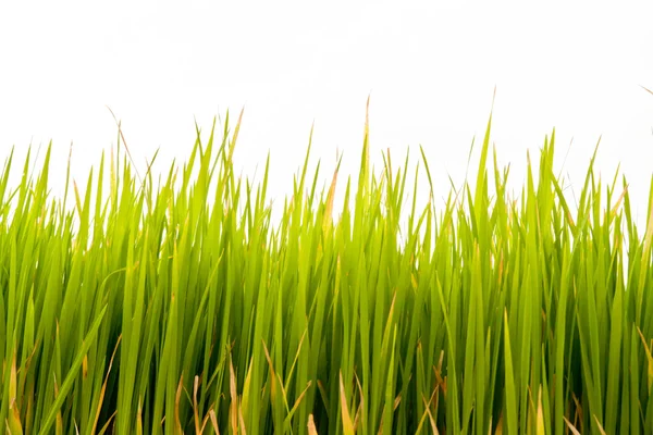 Rice plant — Stock Photo, Image