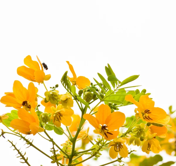 Hermosas flores de primavera — Foto de Stock