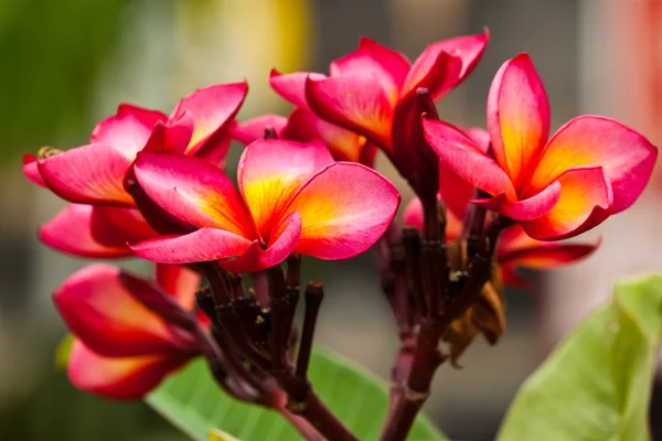 Bellissimi fiori primaverili — Foto Stock