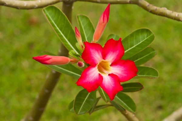 Beautiful spring flowers — Stock Photo, Image