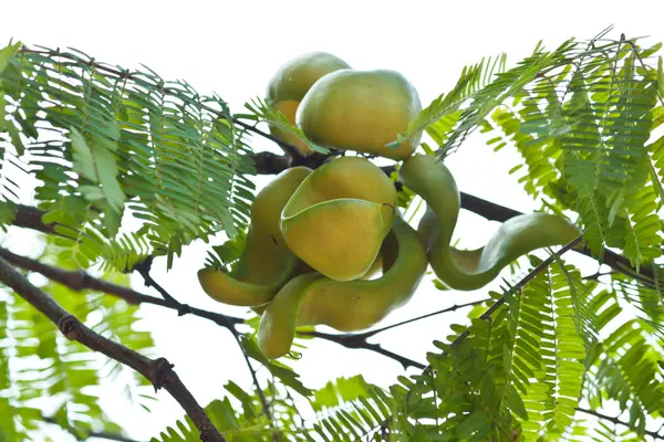 Frutas y frutas en el árbol — Foto de Stock