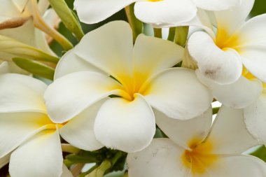 Güzel bahar çiçekleri