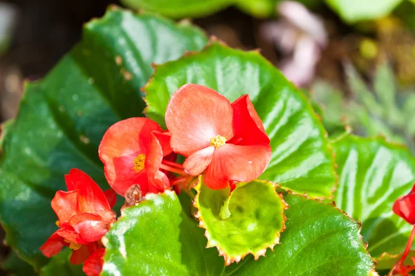 Die schönen Blumen — Stockfoto