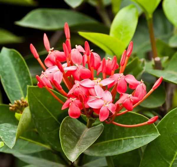 Lindas flores de primavera — Fotografia de Stock