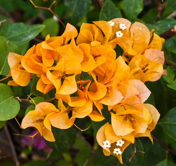 Bougainvillea paper flower — Stock Photo, Image