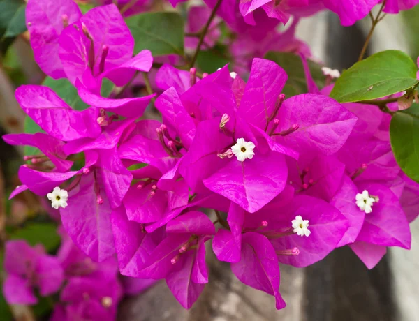 ブーゲンビリアの紙の花 — ストック写真