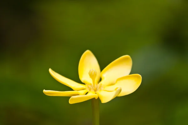 Beautiful flowers — Stock Photo, Image