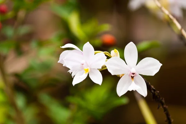 Krásné fialové orchideje — Stock fotografie