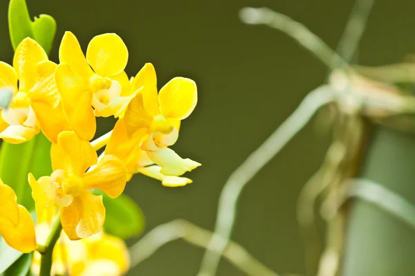 Vackra lila orkidé — Stockfoto