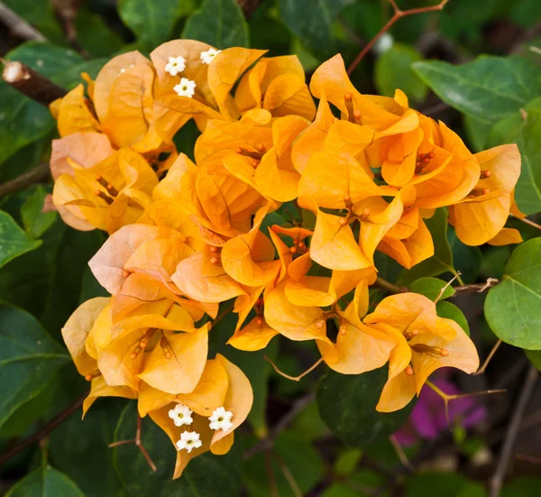 Bougainvillea papier bloem — Stockfoto