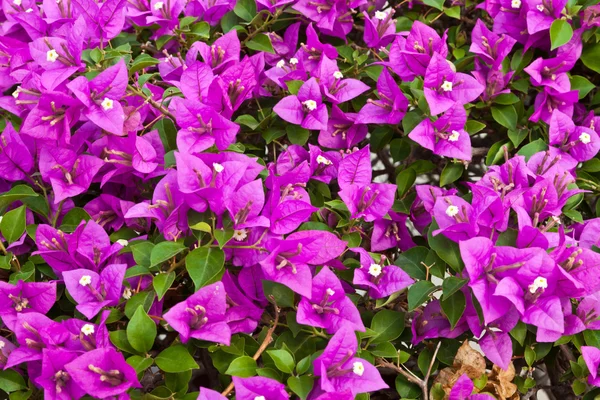 Bougainvillea papírové květiny — Stock fotografie