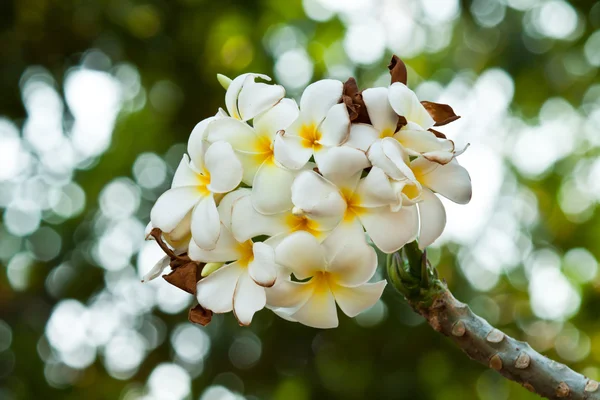 Frangipani,Plumeria flowers — Stock Photo, Image