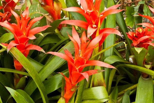 Beautiful spring flowers — Stock Photo, Image