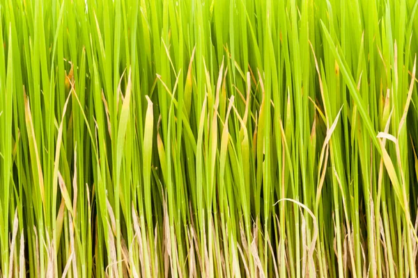 Rice plant — Stock Photo, Image
