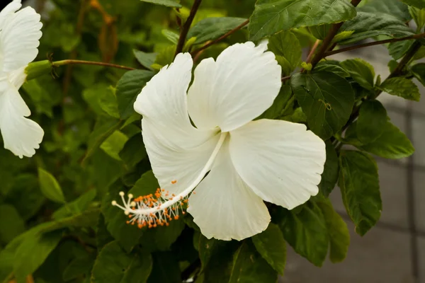 Vackra vårblommor — Stockfoto