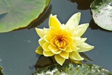 Lotus çiçek çiçek