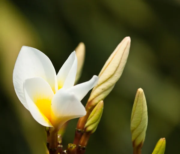 Frangipani, Plumeria fleurs — Photo