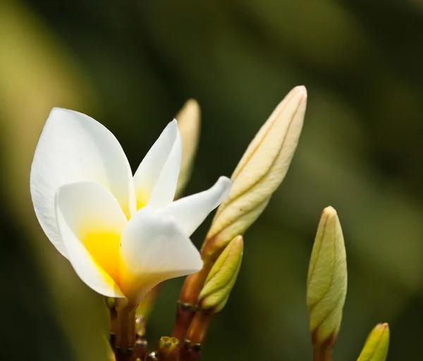 Frangipani, plumeria kwiaty — Zdjęcie stockowe