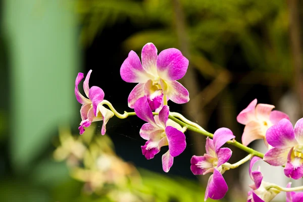 Hermosa orquídea púrpura — Foto de Stock