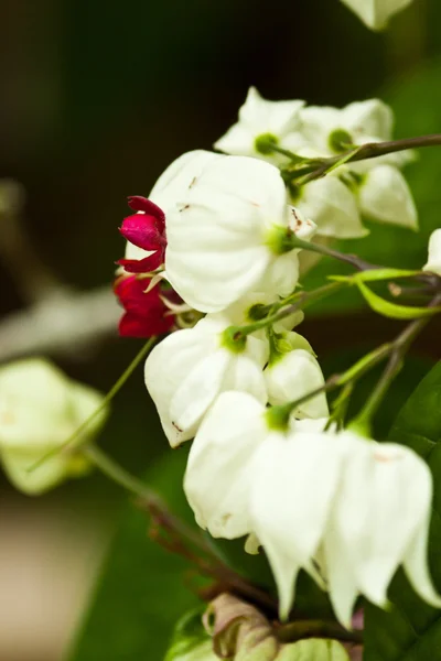 Beautiful flowers — Stock Photo, Image