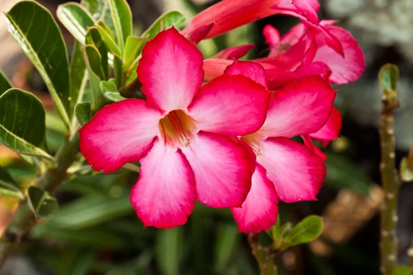 Pink impala lily close up — Stock Photo, Image