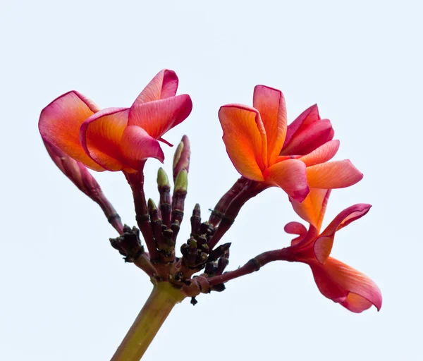 フランジパニ, プルメリアの花 — ストック写真