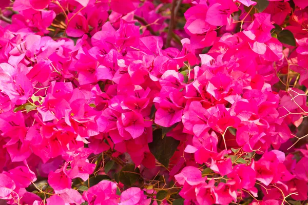 Bougainvillea papírové květiny — Stock fotografie