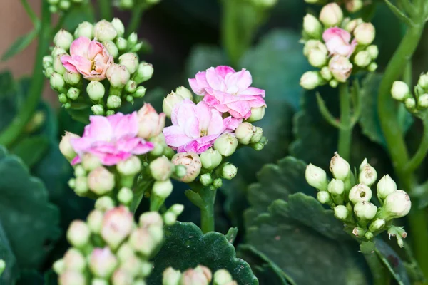 Den vackra blommor — Stockfoto