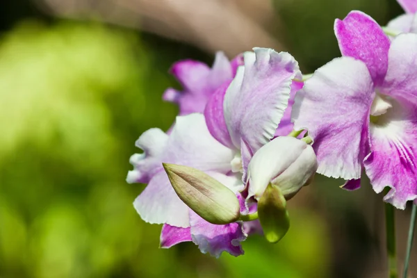 Hermosa orquídea púrpura —  Fotos de Stock