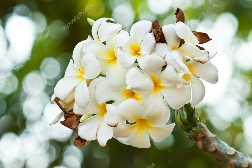 frangipani,Plumeria flowers